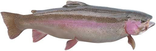 Steelhead