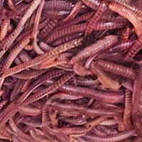 Cutthroat Trout Fishing Worms