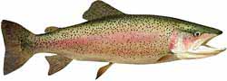 Gross Reservoir Popular Fish - Rainbow Trout