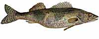 Sauger