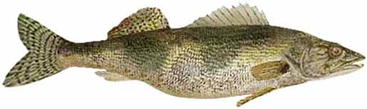 Sauger