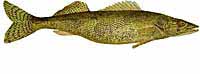 Saugeye