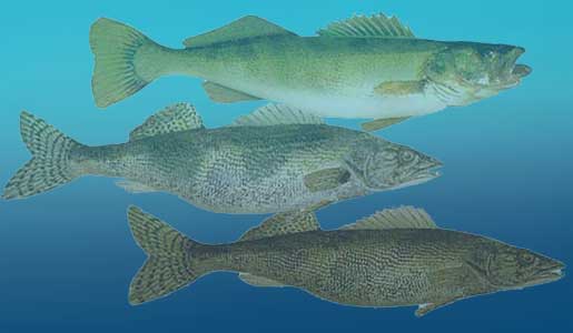Walleye, Sauger & Saugeye
