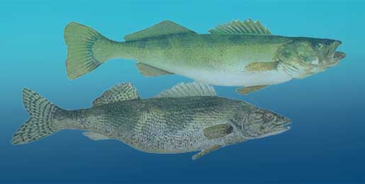Walleye & Sauger