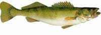 Walleye