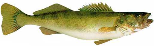 Walleye