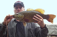 Smallmouth Bass