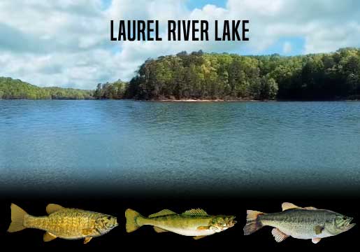 Fishing Report Laurel River Lake, KY
