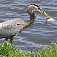 Burt Lake Reports