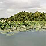 Lake Springfield, MO