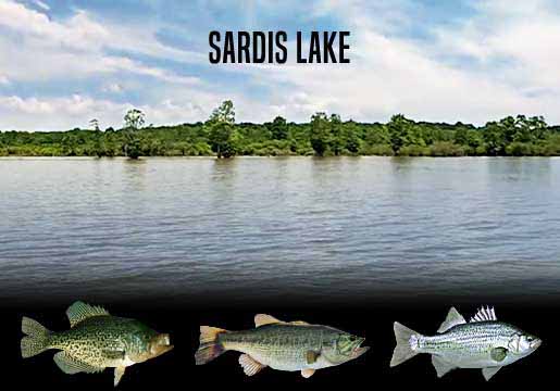 Fishing Report Sardis Lake, MS