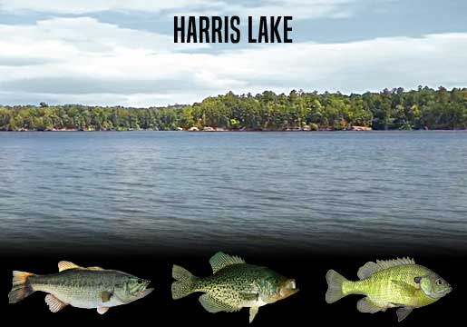 Fishing Report Harris Lake, NC