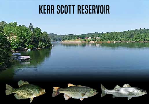 Fishing Report Kerr Scott Reservoir, NC