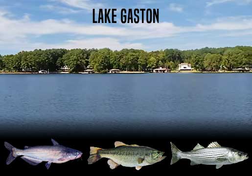 Fishing Report Lake Gaston, NC