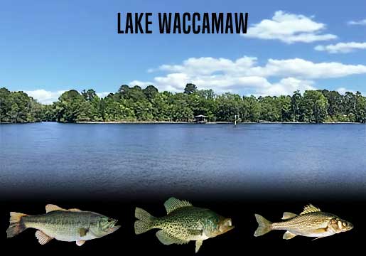 Fishing Report Lake Waccamaw, NC