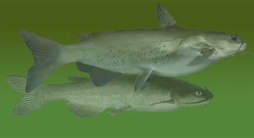 NJ Catfish Fishing