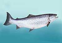 Salmon fishing in New Jersey