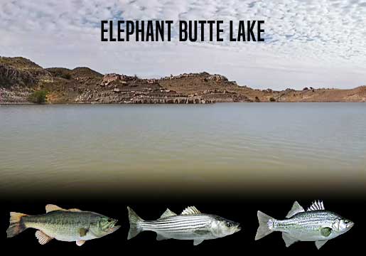 Fishing Report Elephant Butte Reservoir, NM
