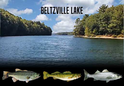 Fishing Report Beltzville Lake, Pennsylvania
