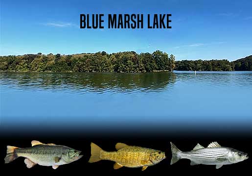 Fishing Report Blue Marsh Lake, PA
