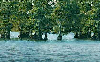 Reelfoot Lake, TN