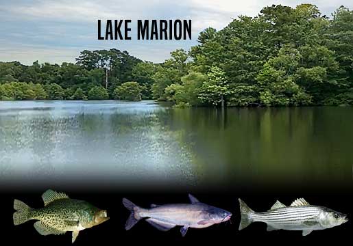 Fishing Report Lake Marion, SC