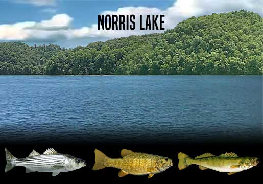 Fishing Report Norris Lake, TN