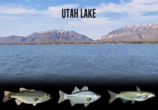 Fishing Report Utah Lake, UT
